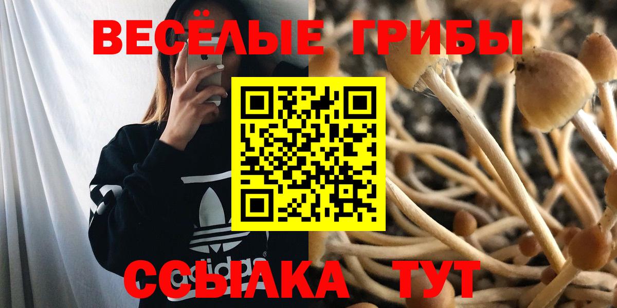 Галлюциногенные грибы прущие грибы  Вход с VPN  Галлюциногенные грибы Psilocybine cubensis  Кизилюрт 